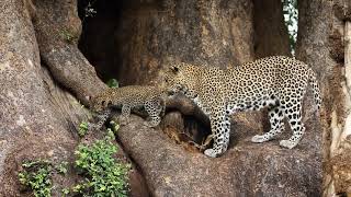 Exploring the Wild Wonders of Tarangire National Park  Tanzanias Hidden Gem [upl. by Boggers310]