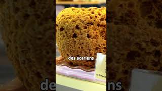 Je vous parle des acariens fromagers science biologie fromage insectes [upl. by Tiduj]