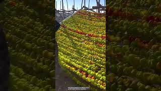 The process of drying peppers by hooking [upl. by Donovan739]