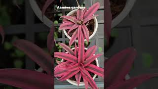 Cryptanthus ✨ Order now 9061571417 gardening plantlove combodeal garden [upl. by Rolo]