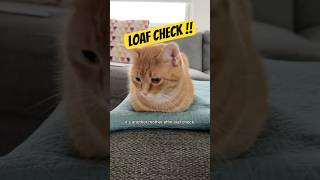 😽 Penny the ginger cat loaf check cats animals pets catlover gingercat ￼ [upl. by Kreiner22]