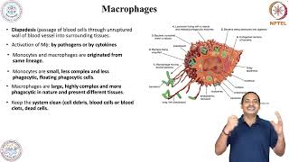 Cells of Immune System amp and its role in Host DefenseMacrophages [upl. by Cichocki]