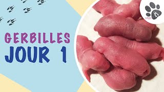 Naissance De Bébés Gerbilles Une Maman Au Top  Pinky Jour 1 [upl. by Mikah657]