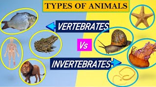 Difference between Vertebrates amp InvertebratesTypes of animals Vertebrates amp Invertebrates [upl. by Warms]