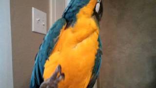 Mozart The Talking Macaw Parrot [upl. by Enalahs]