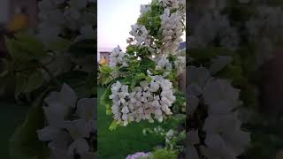 Robinia pseudoacacia Twisty Baby in full Bloom flowers locust [upl. by Nylg708]