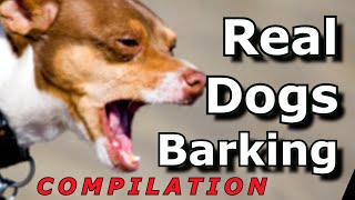 Epic Dog Barking Compilation See How Your Dogs REACTS and Cant Resist [upl. by Polad]