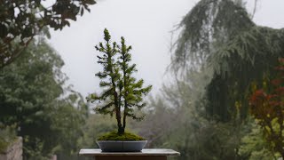 Nursery grown Picea glauca quotConicaquot in Kabudachi style  Arkefthos Bonsai [upl. by Egarton249]