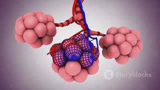 The Respiratory system of man anatomy and physiology of the respiratory system [upl. by Richie514]