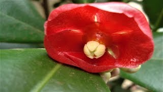 Clúsia família Clusiaceae do chão para o vaso [upl. by Laro]