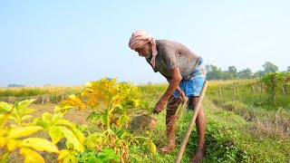 ELEPHANT FOOT YAM RECIPE  how my grandfather collecting our farm fresh vegetable cooking with prawn [upl. by Aseek]