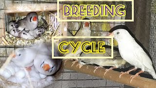 FINCHES BREEDING CYCLE [upl. by Pegma]