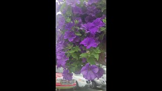 Gorgeous Surfinia Heavenly Petunia baskets [upl. by Naryk]