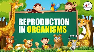 Reproduction in Organisms I Lecture 7 l Biology l NEET [upl. by Necyla]