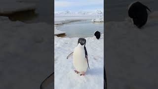 quotAdelie Penguin Adventures Adorable Moments in Antarcticaquot penguin birds wildlife shorts [upl. by Eslehc538]