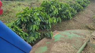 Pasto Brachiaria Ruziziensis como cobertura de suelo en plantacion de cafe [upl. by Riancho]