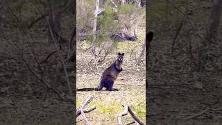 Wallaby kangaroo family Avustralia wildlifebeautiful [upl. by Ralph241]