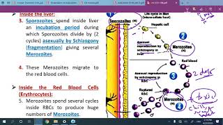 Episode 5 I Alternation of generation I [upl. by Josefina]