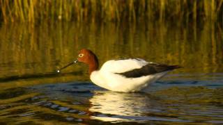 Rednecked Avocet Recurvirostra novaehollandiae  Rotkopfsäbelschnäbler 3 [upl. by Florette]