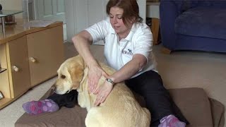 Canine Massage  a treatment session [upl. by Aidiruy]