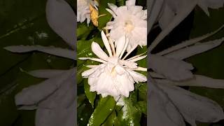 Brahma KamalNight Queen epiphyllum oxypetalum😲♥️👌flowersgardening natureloversnightviralvideo [upl. by Ihsir]