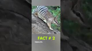 Numbats Australia’s Striped Marvel [upl. by Burrus789]