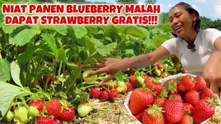 PERTAMA KALINYA PANEN STRAWBERRY GRATIS DI LADANG [upl. by Enytsirhc]