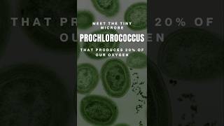 Meet the tiny microbe that produces 20 of our Oxygen  Prochlorococcus  cyanobacteria shorts [upl. by Paco]