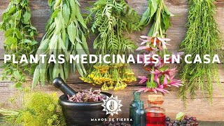 La Mejor Medicina Natural Que Debes Tener En Casa  Plantas Medicinales Herbolaria En Casa🪴🌿💚 [upl. by Stetson84]