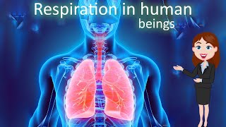 Respiration  3D animated explanation  class 10th  Life process [upl. by Bohner275]