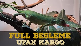 SÜRÜNGENLERİMİZİN HEPSİNİ BESLİYORUM CANLI YEM KARGO [upl. by Etnahsa885]