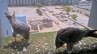 Valley Power Plant 48E and U2 New pair peregrines [upl. by Alliscirp]