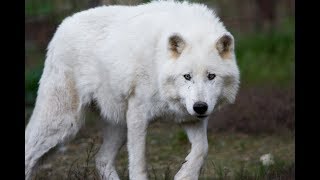 13 Things worth knowing about the ARCTIC WOLF [upl. by Kantor]