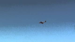 Gloster Meteor F8 Blue Note Fly By Avalon Airshow 2013 [upl. by Nirat177]