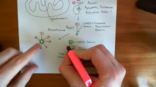 The Intrinsic Pathway of Apoptosis Part 6 [upl. by Wiltsey734]