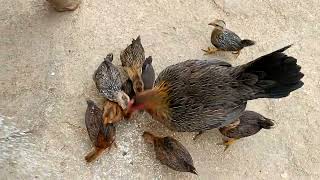 chicks feeding ll kolla pempakam telugu [upl. by Harbed]