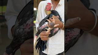 Murge De Pair Ch Chappla Paatia🩴🔥 shorts murga chicken aseel chicks petsvlog punjab [upl. by Lleon459]