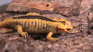 Fire salamanders in distress  Episode 23 True Treasures [upl. by Ytiak]