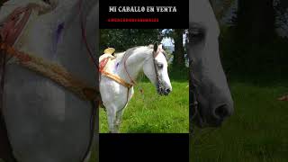 Mi Caballo en Venta [upl. by Cavanagh]