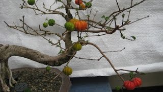 Flowering Surinam Cherry Bonsai Tree eugenia uniflora [upl. by Rhodes767]