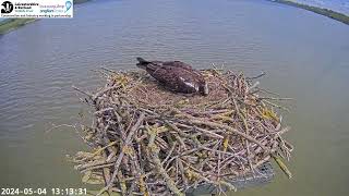 Manton Bay Osprey 5 May 2024 Maya removes an egg from the nest [upl. by Nnadroj618]