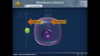 Membrana cellulare  Esoendocitosi [upl. by Somar]