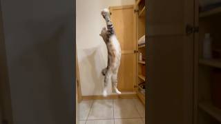 Funniest 😆 cats cutest animals 😺jumping funny viralshorts [upl. by Ynafit]