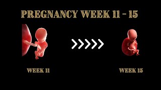 Your Pregnancy Week By Week Weeks 11 To 15  WHAT TO EXPECT [upl. by Heins603]