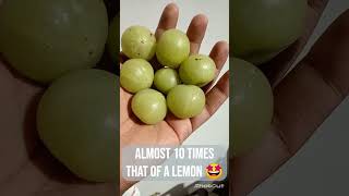 Gooseberry  Amla  How are Goose berries found in nature  आंवले  How to extract amla seeds [upl. by Peppie]