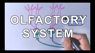 Chemosensory System  Olfactory System Structure amp Olfaction in Brain [upl. by Kakalina]