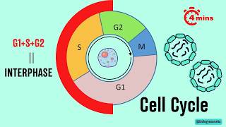 Cell Cycle Phases in 4 minutes [upl. by Nilhtac]