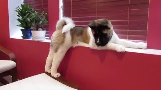 Akita puppy  12 week old American Akita  CODY [upl. by Saied392]