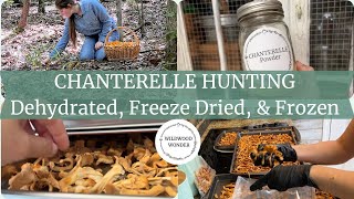 Chanterelle Hunting  Dehydrated Freeze Dried amp Frozen [upl. by Schoof527]