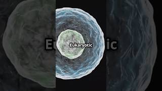 Prokaryotic snd Eukaryotic Cells gcse revision chemistry physics biology science [upl. by Rimas]